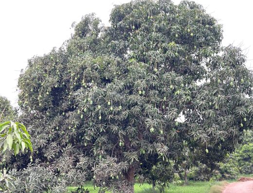 Sughats Mango Farm