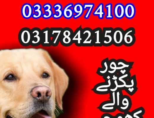 Army dog center pakistan 03336974100