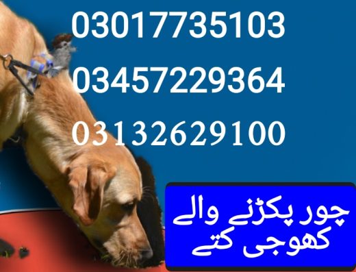 Army dog center 03017735103
