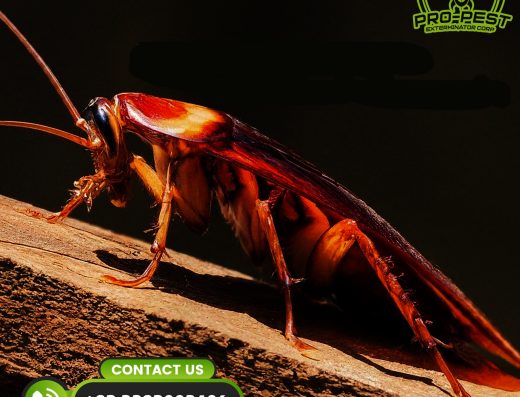 Pro-Pest Exterminators