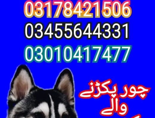 Army dog center multan