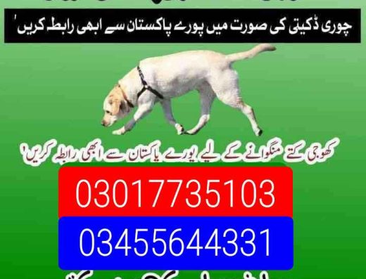 Army dog center Multan