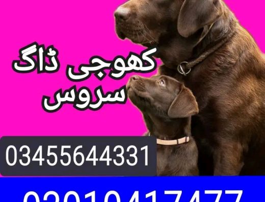 Army dog center Faisalabad