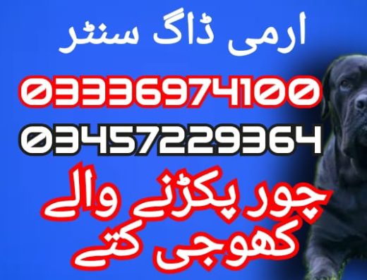 Army dog center karachi