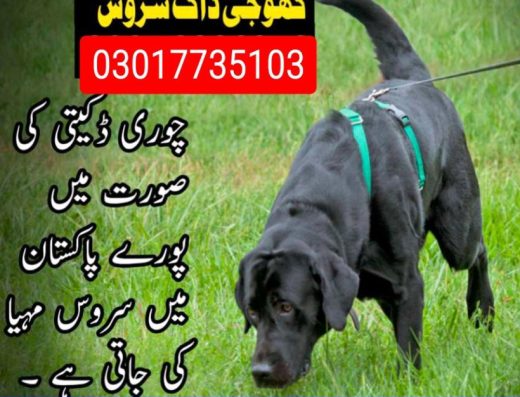 Army dog center Islamabad