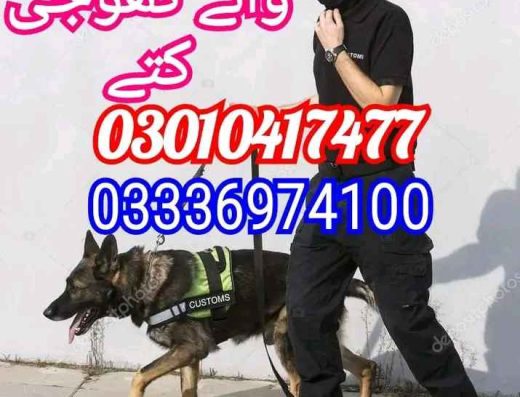 Army dog center Sialkot