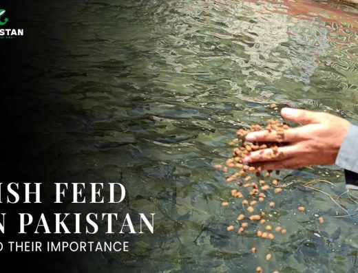 Pakistan National Fish