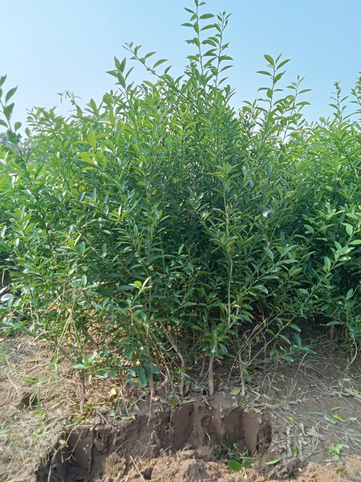 Yaseen Nursery
