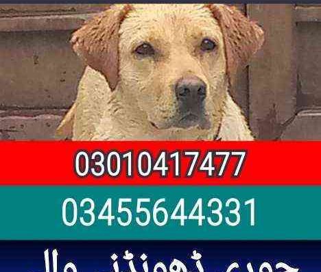 Army dog center RWP